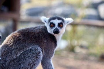 Lemur looking at the camera