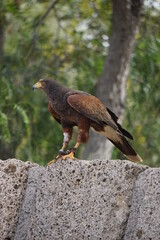 Bird of prey,  Jungle Park, Tenerufe, March 2022