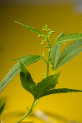 Obraz premium male cannabis bush . shoots of the plant in close-up