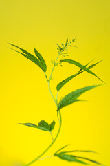 cannabis bush on a yellow background. medical marijuana