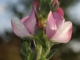 True bug, may be Rhyparochromidae on blossom  - 498365259