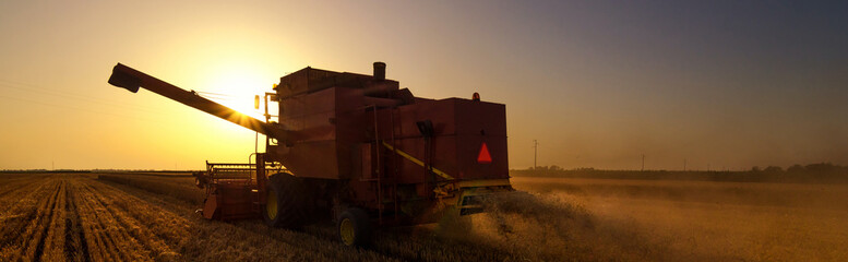 Fototapeta premium Harvester combine harvesting wheat at summer sunset.