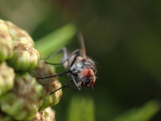 Seemingly fly of Anthomyiidae - 498365487