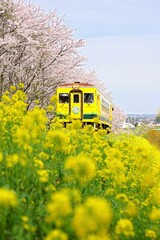 新田野の桜並木と菜の花列車　いすみ鉄道