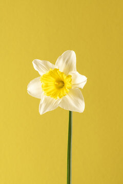 White daffodile single flower on bright yellow background. Minimal nature concept, front view, vertical portrait, studio photography