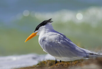 a close-up of a royal tern bird at the beach 