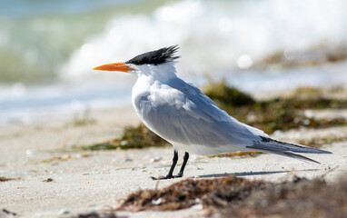 a royal tern bird standing on the beach watching ocean waves crash on the sand. 