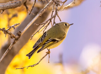 A ruby crowned kinglet bird perched on a dead tree branch in Utah. 