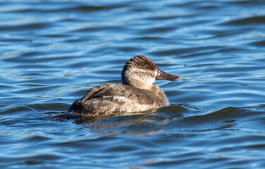 A female ruddy duck swimming on a lake. 