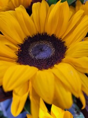 yellow sunflower petals. Close up of a flower