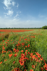 Fototapeta na wymiar Wheat field and red poppy flowers, Ukraine