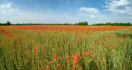 Wheat field and red poppy flowers, Ukraine