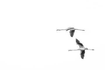 Obraz premium flamencos