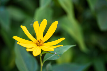 Blooming jerusalem artichoke flower macro photography in autumn day.
