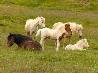 Obraz na płótnie Canvas Group of Icelandic horses in green meadow