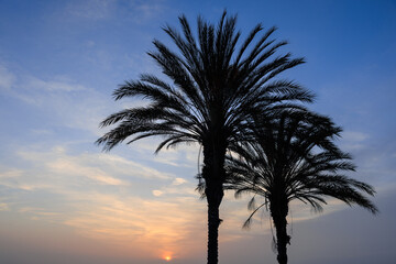 palm tree silhouette, palm trees at sunset