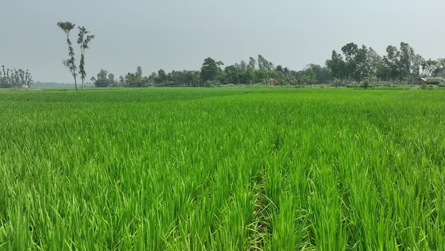 Rice Feild in Bangladesh - Aerial Cinematography Footage- Landscape