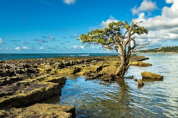 Fototapeta na wymiar Arvore solitária no recife de coral na praia do mirante da sereia e maceió