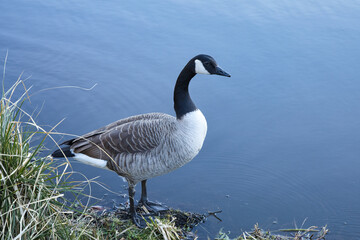 Kanadagans am See