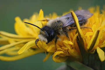 Closeup on a male Grey-backed mining bee, Andrena vaga, sitting inside a yellow dandelion flower