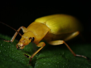 Beetle Cteniopus flavus
- 498368487