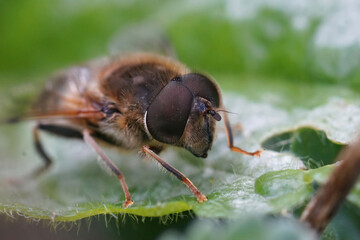 Frontal closeup on the eye of a Common drone fly, Eristalis tenax, sitting on a green leaf