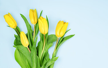 bouquet of yellow tulips on a light blue background