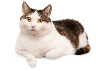 domestic cat lies on a white isolated background