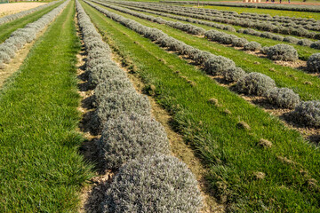 Fototapeta na wymiar View on a field with lavender in cultivation