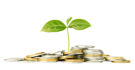 a pile of scattered coins and a growing young seedling on a white isolated background, the concept...