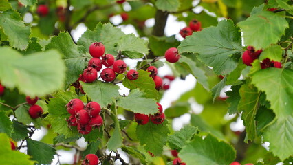 Orchard. Red ripe large-fruited hawthorn berries. Crataegus aestivalis on a background of green...