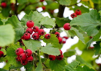 Orchard. Red ripe large-fruited hawthorn berries. Crataegus aestivalis on a background of green leaves. Red berries close-up. Crataegus.