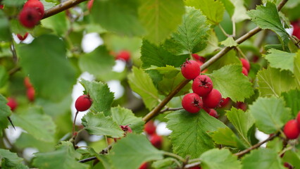 Orchard. Red ripe large-fruited hawthorn berries. Crataegus aestivalis on a background of green leaves. Red berries close-up. Crataegus.