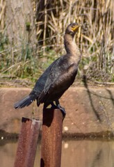 Obraz premium Great Crested Cormorant