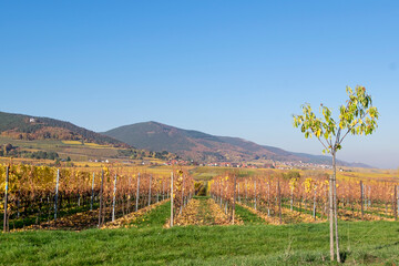 Fototapeta na wymiar Blick über Weinfelder auf die Haardt, Südpfalz