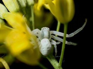 Crab spider Misumena vatia - 498369802