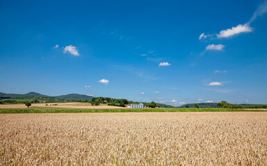 Landschaft mit Getreidefelder, Pfalz