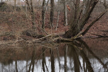 Pond with tree trunk, branches and water reflections - 498370603