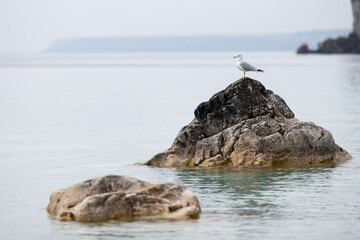 Seagull sits perched on rock sticking out of Georgian Bay at Bruce Peninsula National Park.