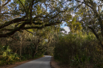 Road through live oak forest with Spanish moss
