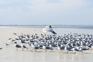 Seagulls and terns in the sand on the beach