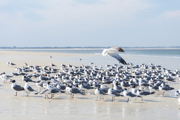 Seagulls and terns in the sand on the beach