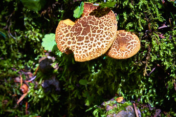 hongo cafe con manchas de leopardo con hirba verde al de redor en un bosque de mineral del chico hidalgo 