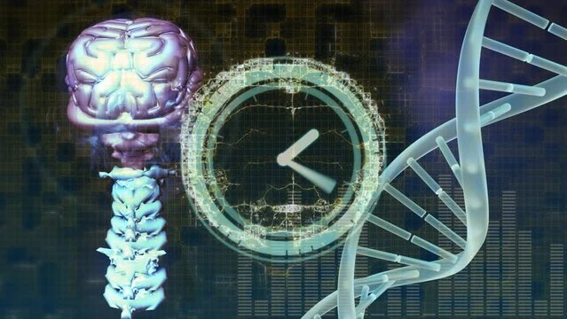 Animation of clock moving and human brain over dna strand