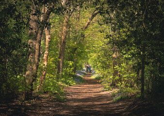 Ścieżka przez las. Piękna przyroda, spokojnie i cicho.