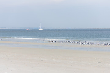 Fototapeta na wymiar Seagulls and terns in the sand on the beach
