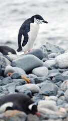 Chinstrap penguin (Pygoscelis antarcticus) on Half Moon Island, South Shetland Islands, Antarctica