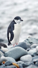 Chinstrap penguin (Pygoscelis antarcticus) on Half Moon Island, South Shetland Islands, Antarctica