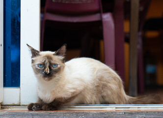 foto de gato