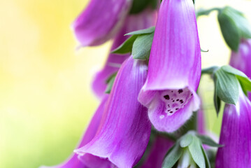 Foxglove, a popular garden plant with bell-shaped flowers. Closeup of a digitalis stem with many...